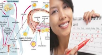 My Period And Ovulation App – Download My Period And Ovulation App For Android