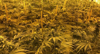 UK police discovers Cannabis valued at $1.2 million In UK Nuclear bunker