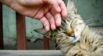 Stray Cats: How To Befriend Stray Cats – Feral & Wild Cats