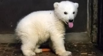 Berlin’s dearest polar bear cub Fritz dies in Tierpark zoo