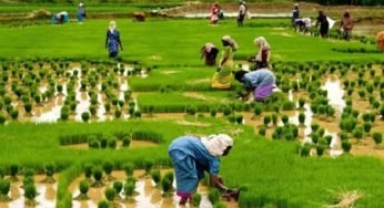 Where to Apply for Agricultural Grants and Loans in Nigeria.
