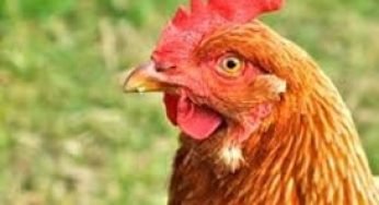 Chickens – Are Chickens Mammals or Birds / Differences Between Chicken, Hen, and Rooster