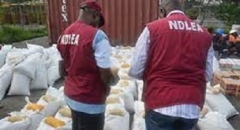 Functions of NDLEA in Nigeria and Roles – Check Latest Update