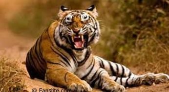 Tiger View in 3D Google – How to View Animals in 3D on Google | Tiger View in 3D Google AR