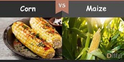 Differences Between Corn and Maize You Should Know