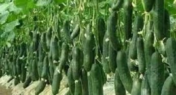 How to Start Cucumber Farming in Nigeria – See Guidelines