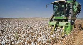 How to Start Cotton Farming in Nigeria – See Guide