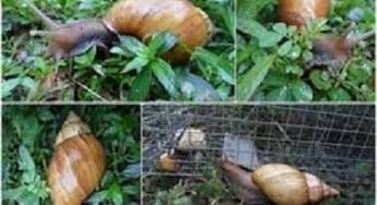 Amazing Way to Start A Profitable Snail Farming in Nigeria